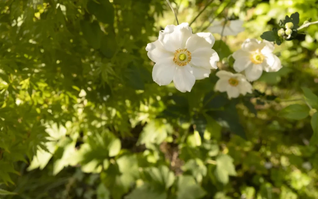 anémone du japon floraison d'automne