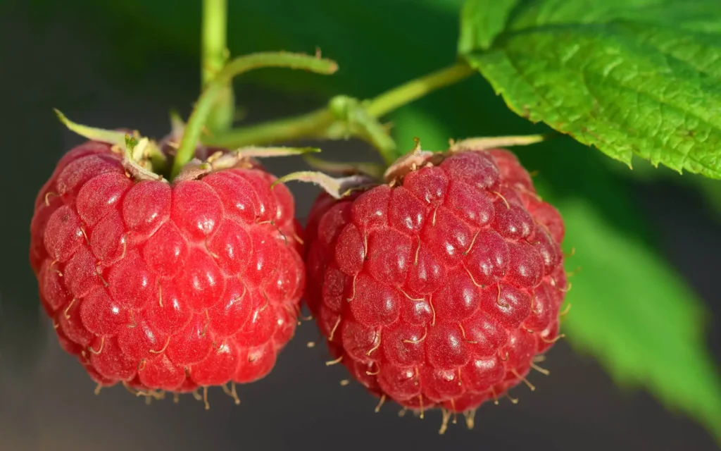 framboise petit fruits du jardin
