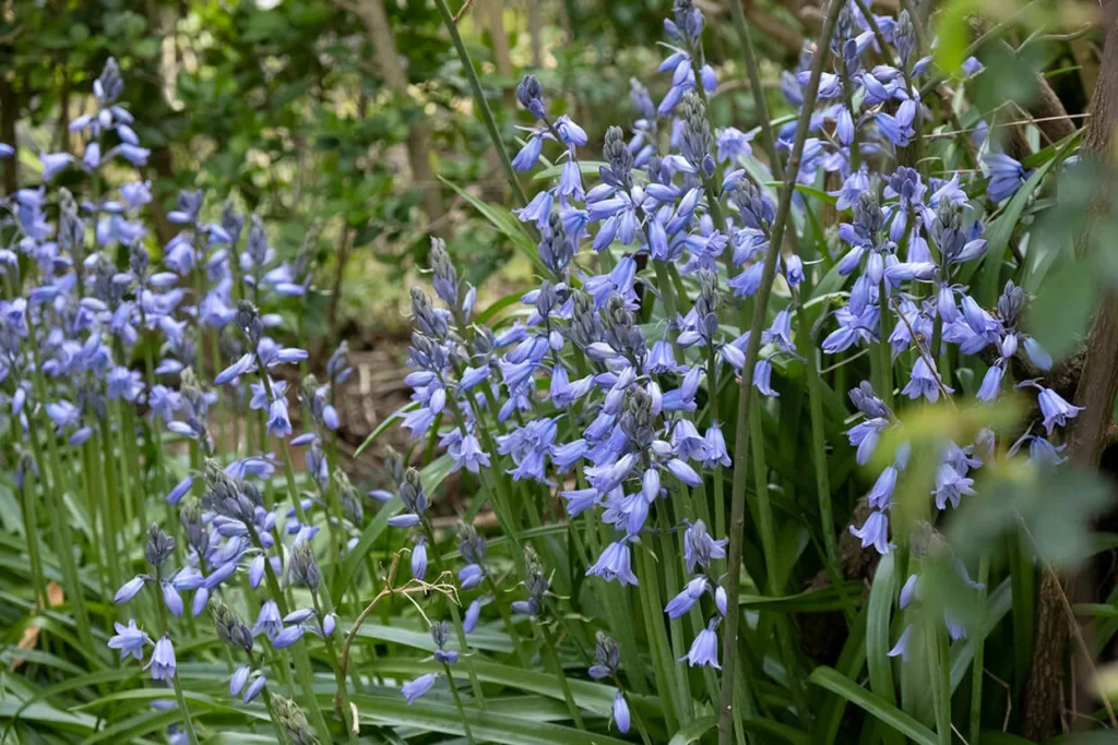 Jacinthes des bois