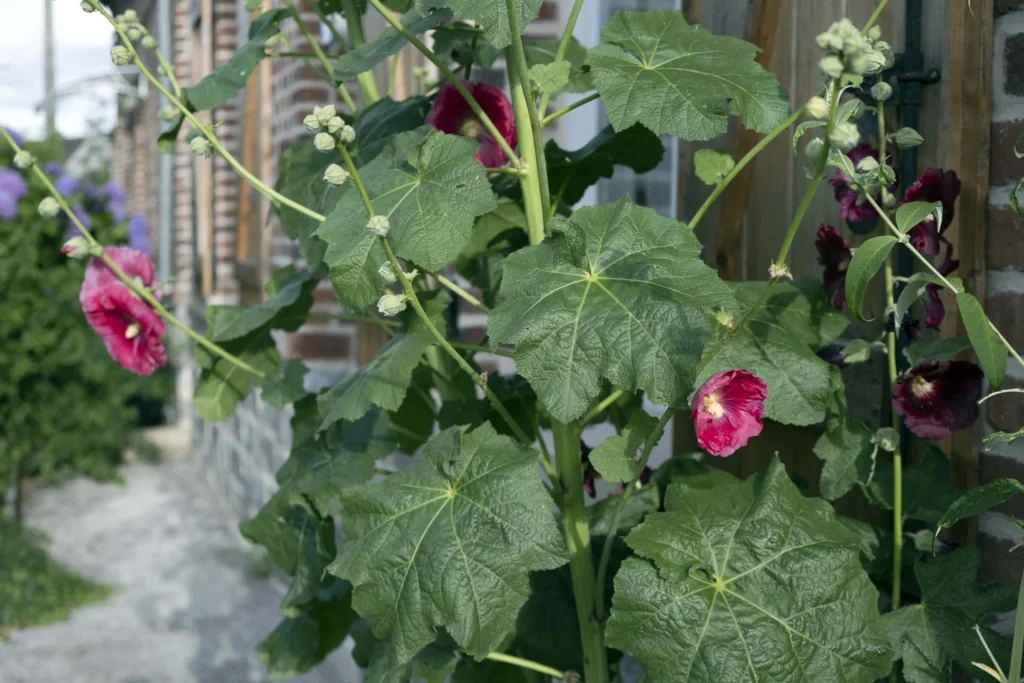 Rose trémière le long d'un mur