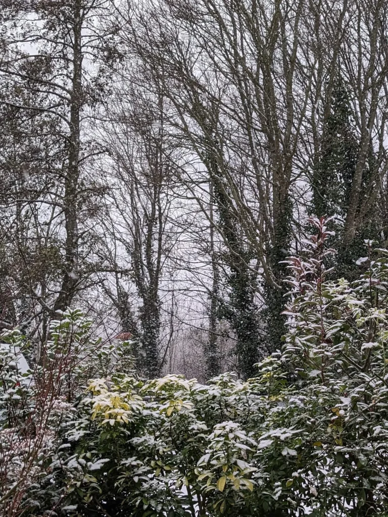 Jardin d'hiver
