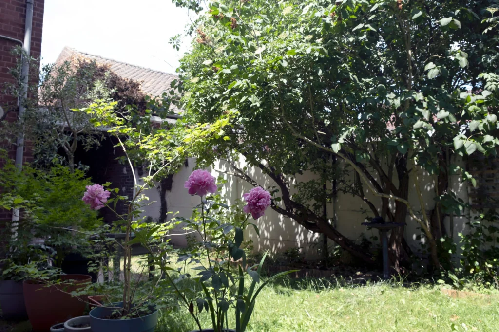 jardin de sous-bois avec plantes en pot et pivoine violette