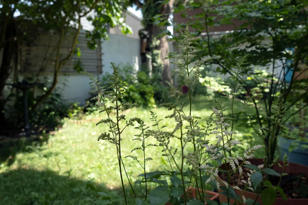 Plantations d'arbustes d'ombre sous des grands arbres existants