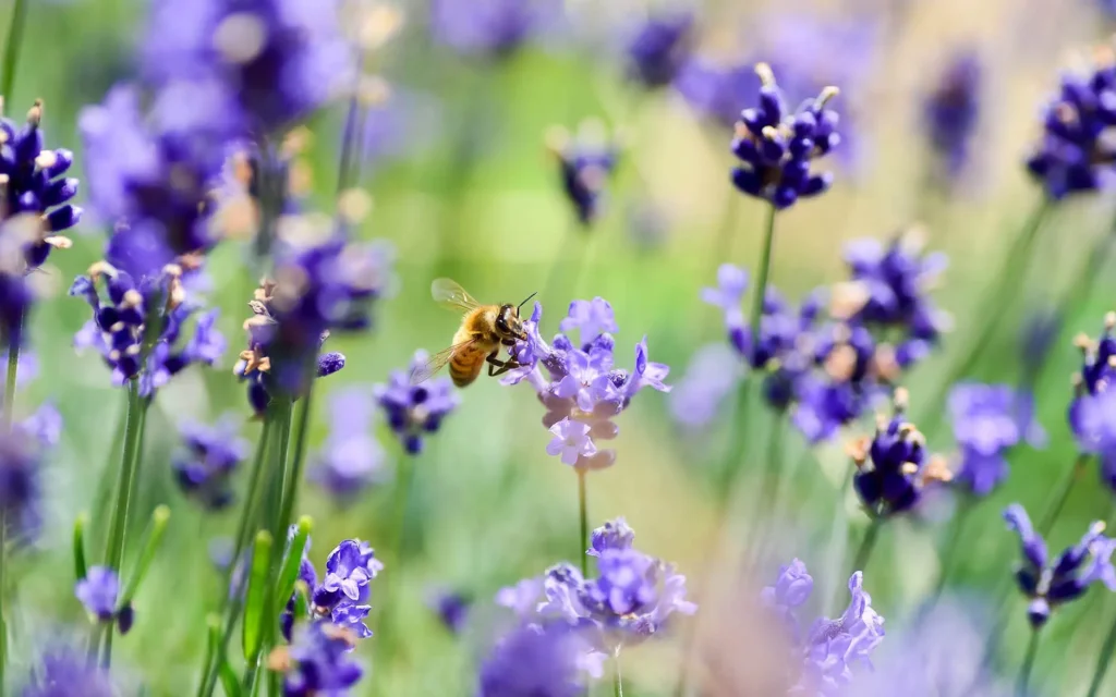 lavande plante pollinisatrice