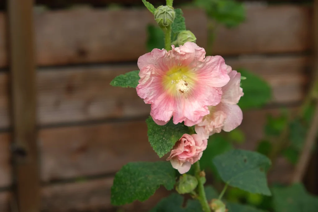 Rose trémière