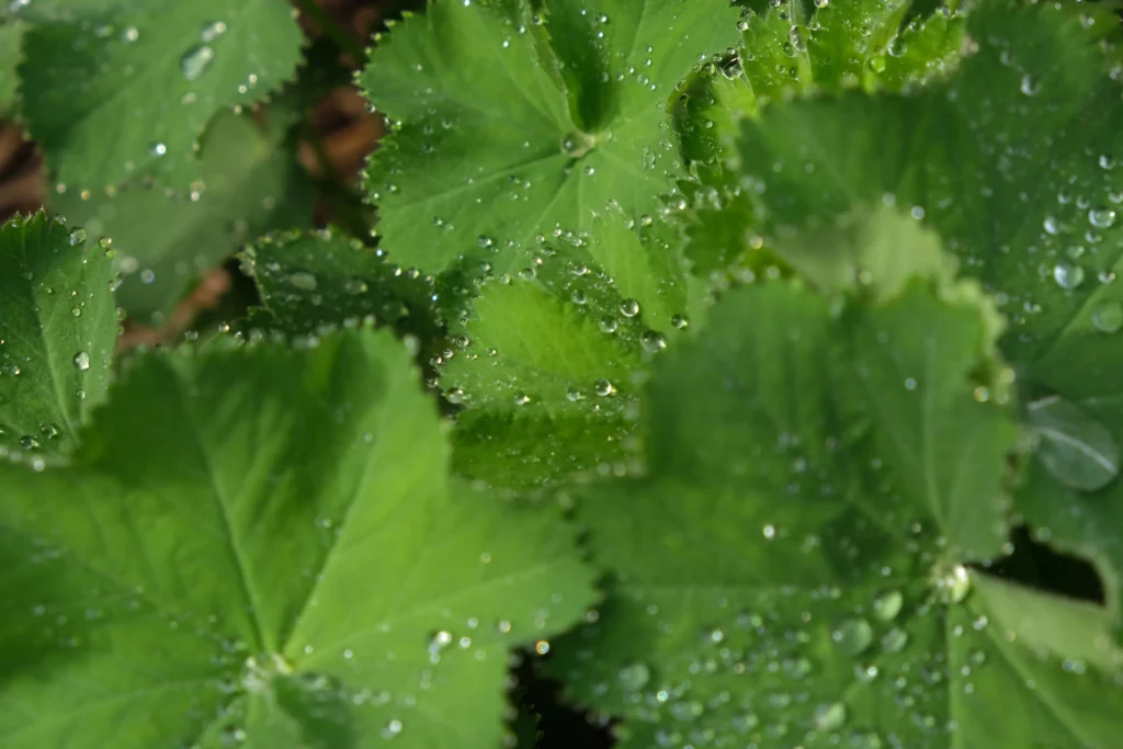 Gouttes d'eau sur feuillage d'une alchemille mollis